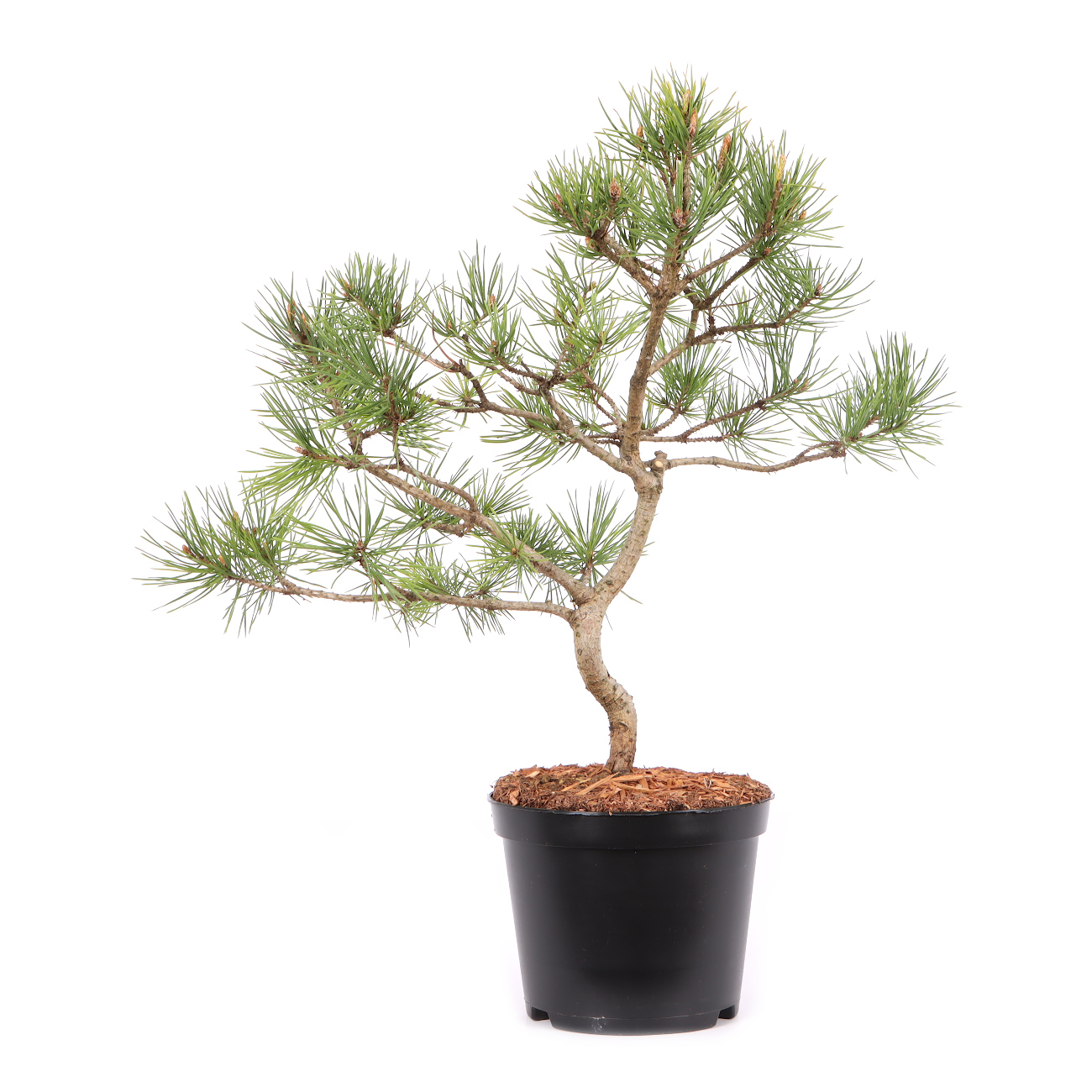 Pinus sylvestris 'Norske Typ'