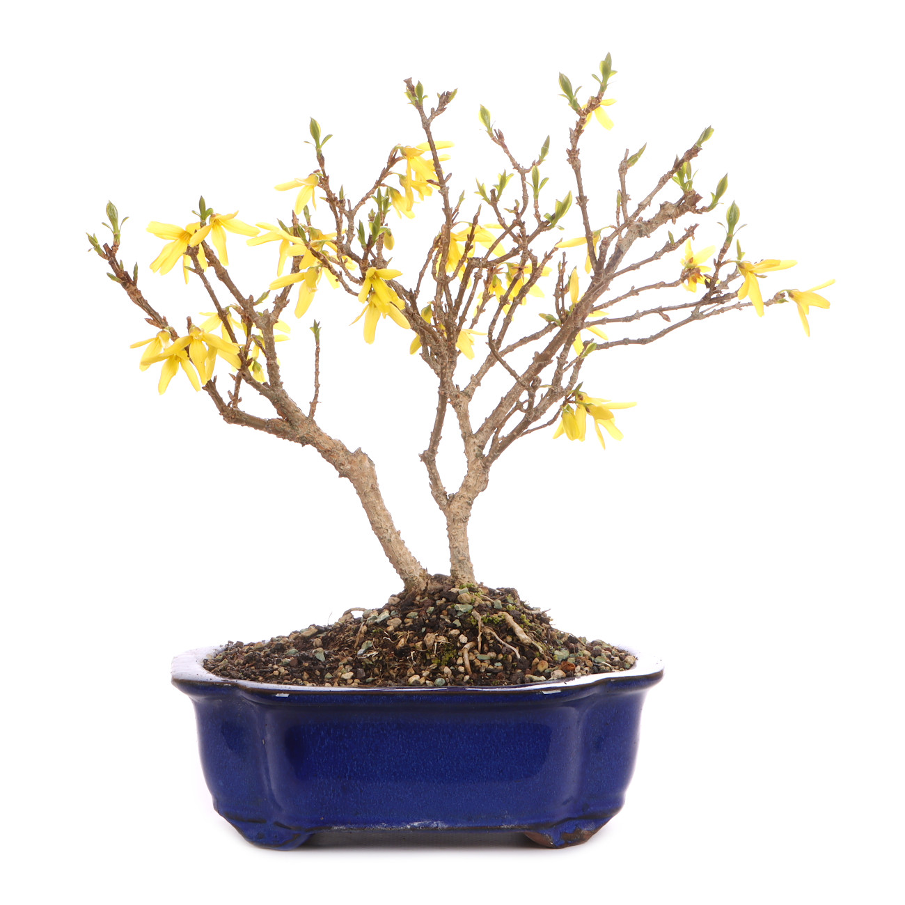 Forsythia x intermedia 'Minigold'