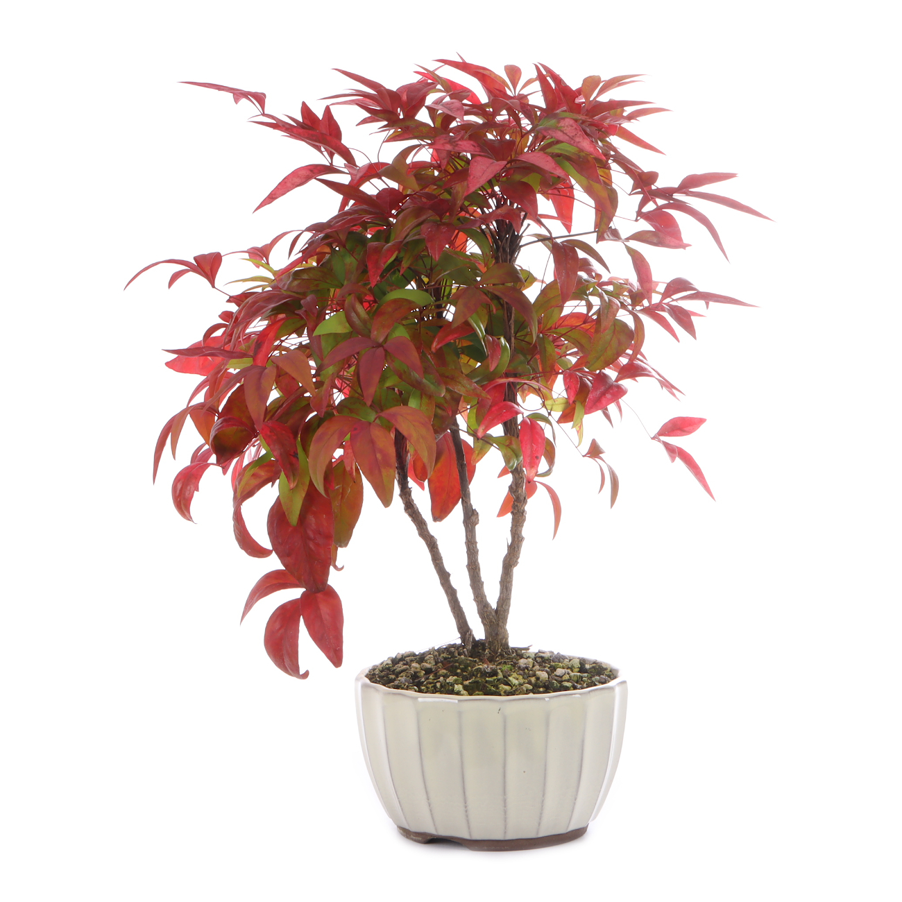 Nandina domestica 'Fire Power'