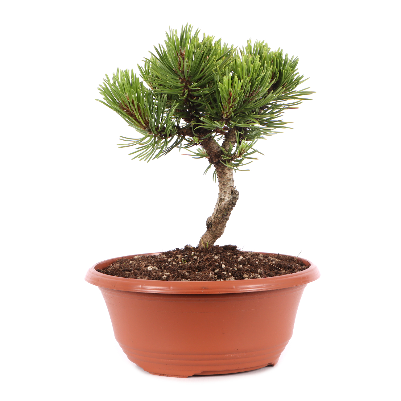 Pinus mugo 'Sherwood Compact'