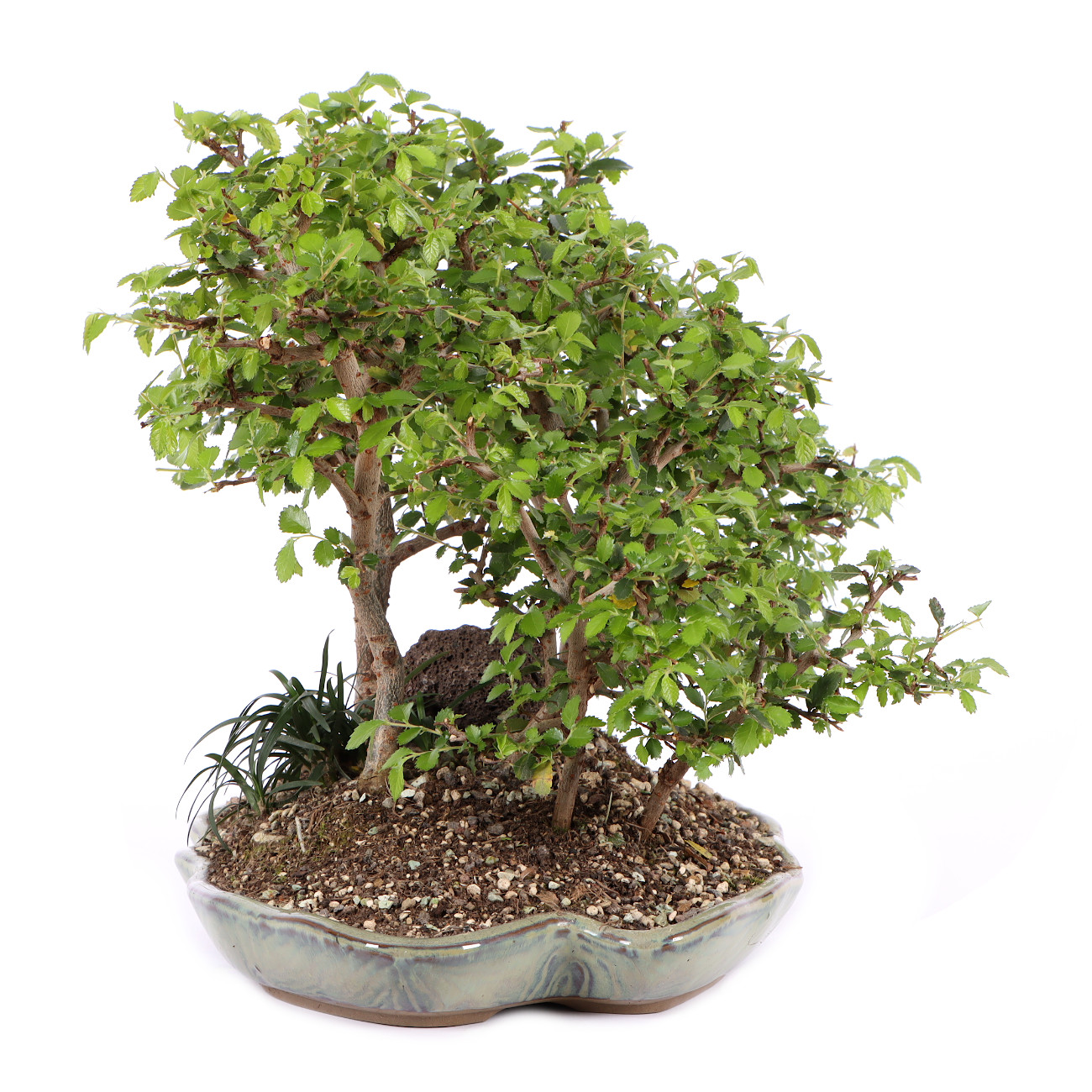 Seitenansicht rechts