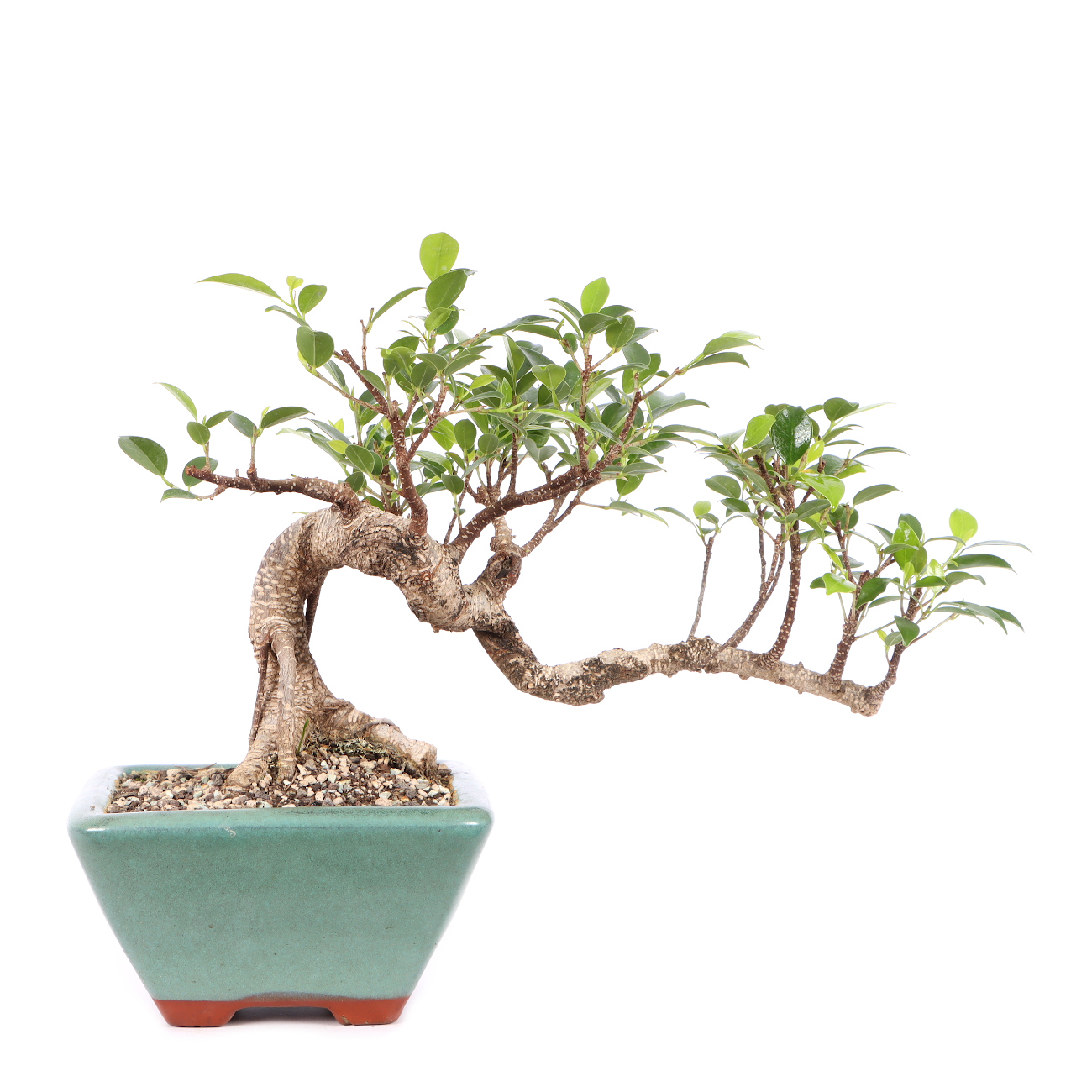 Ficus microcarpa 'Tiger Bark'