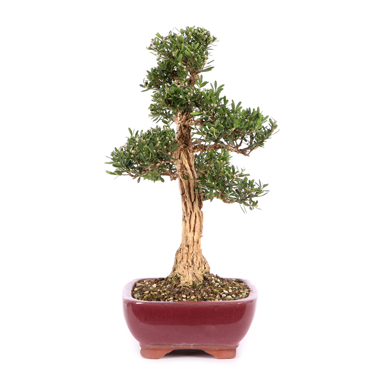 Buxus sinica var. sinica