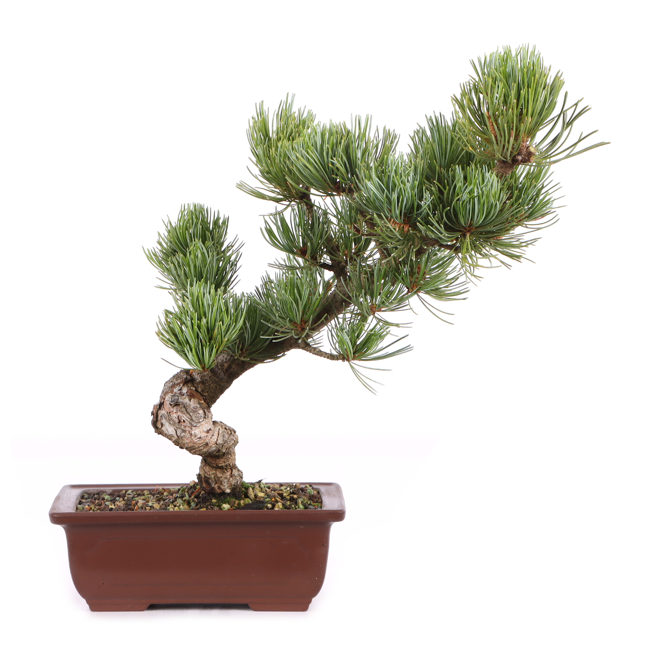 Pinus parviflora 'Glauca'