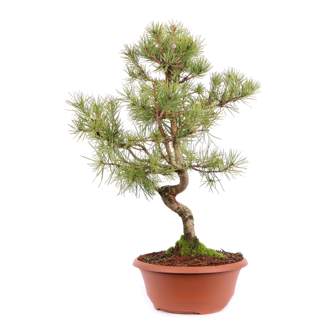 Pinus sylvestris