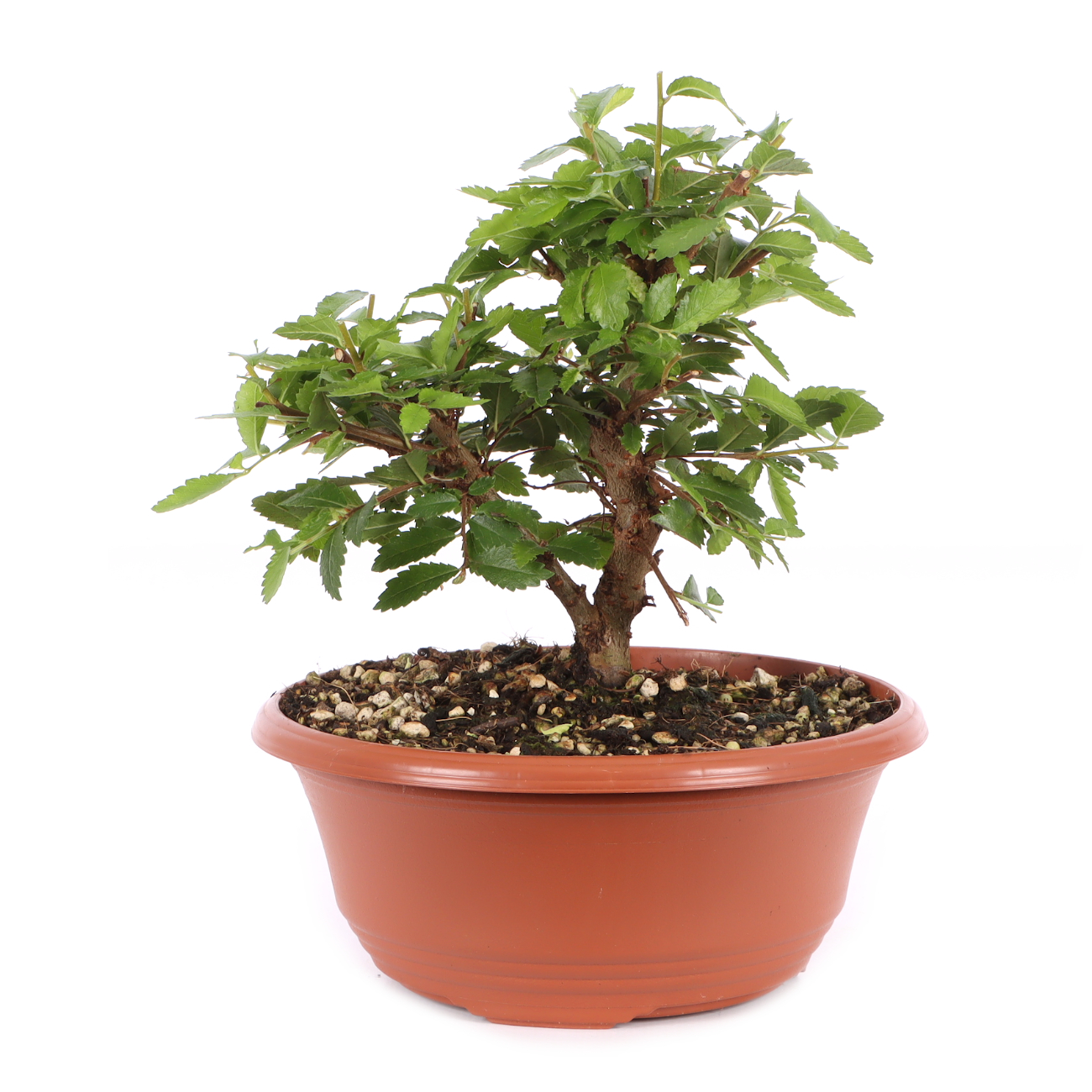 Ulmus japonica