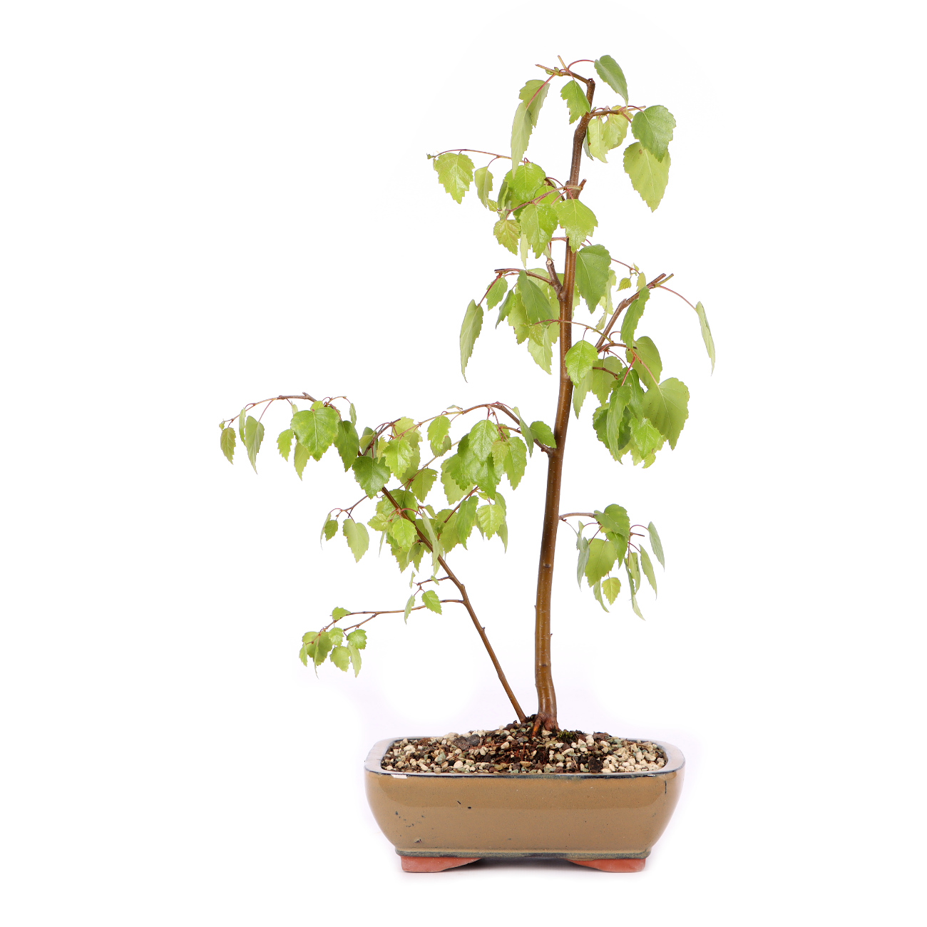Betula pendula 'Youngii'