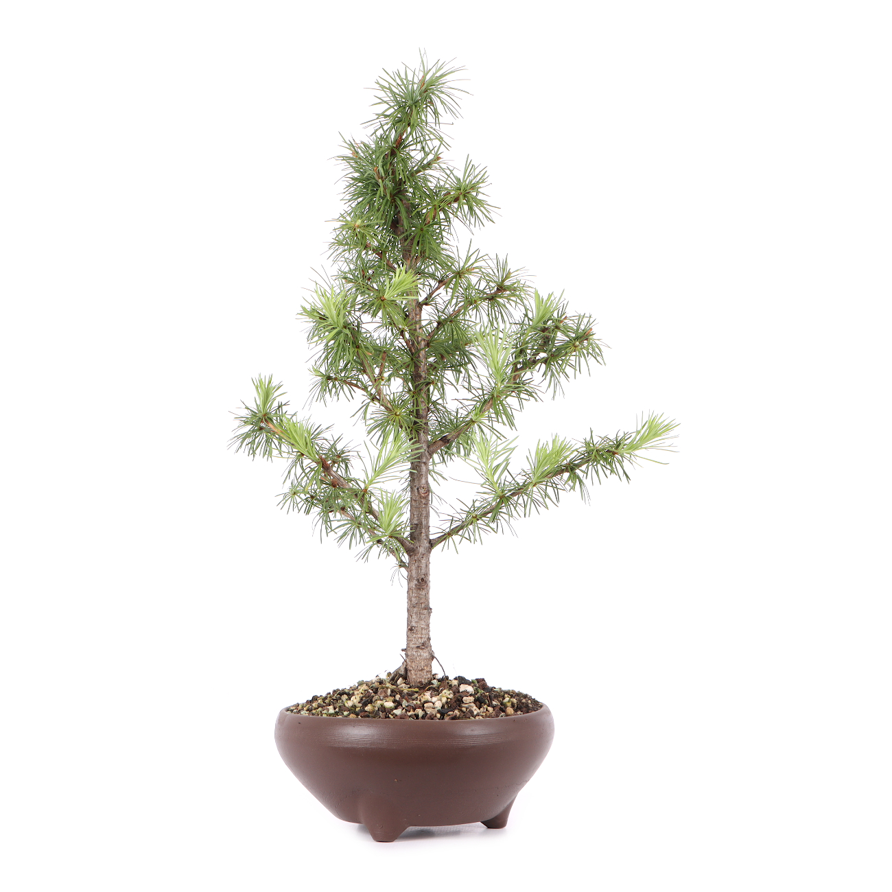 Larix kaempferi