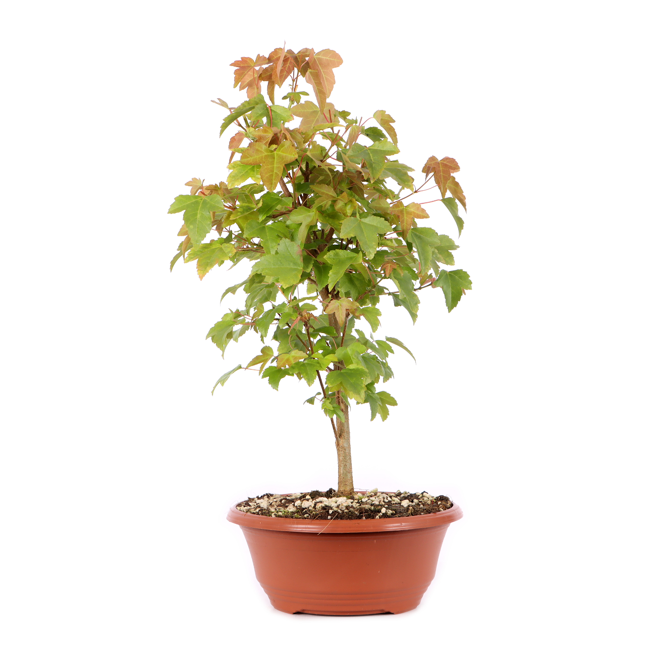 Acer buergerianum