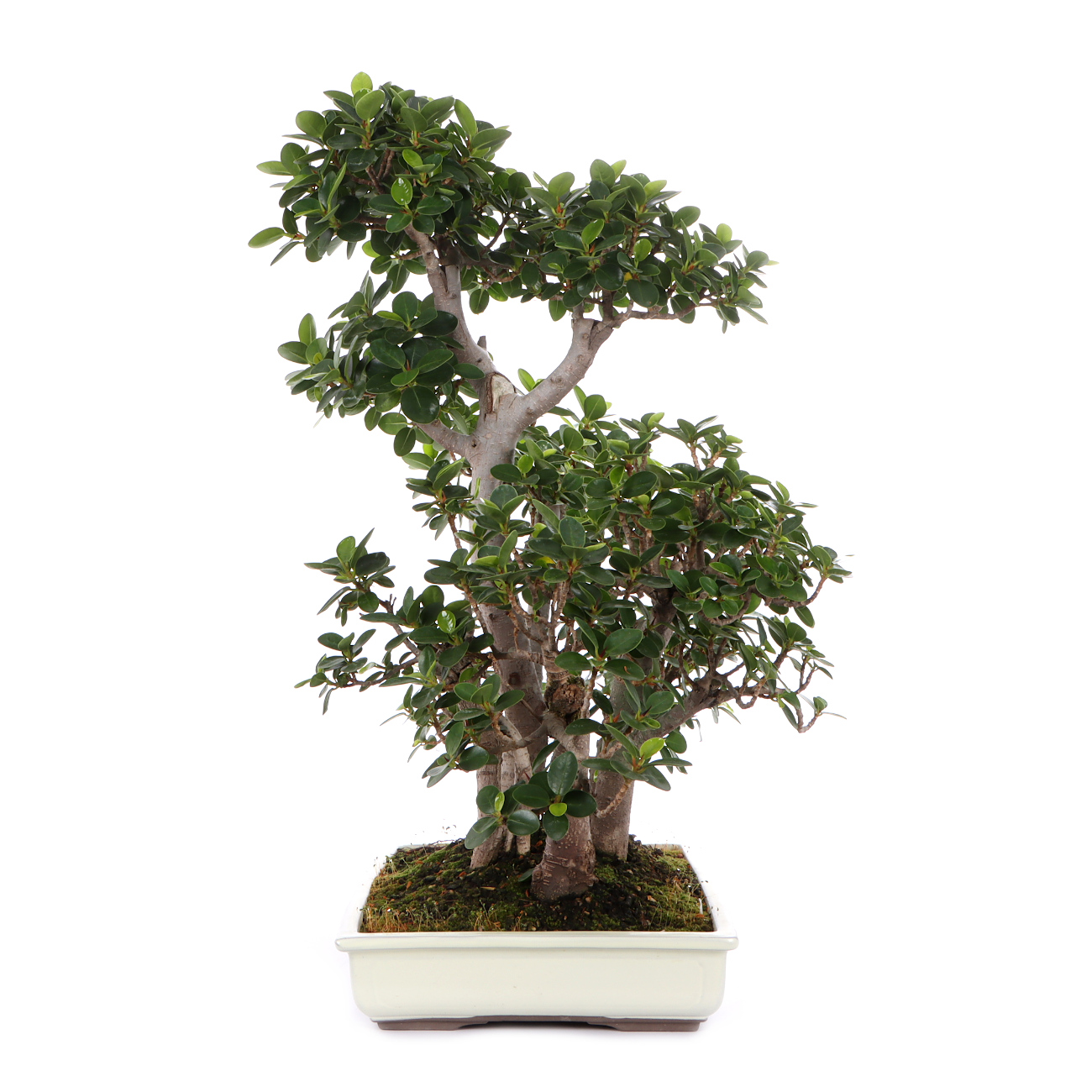 Seitenansicht rechts