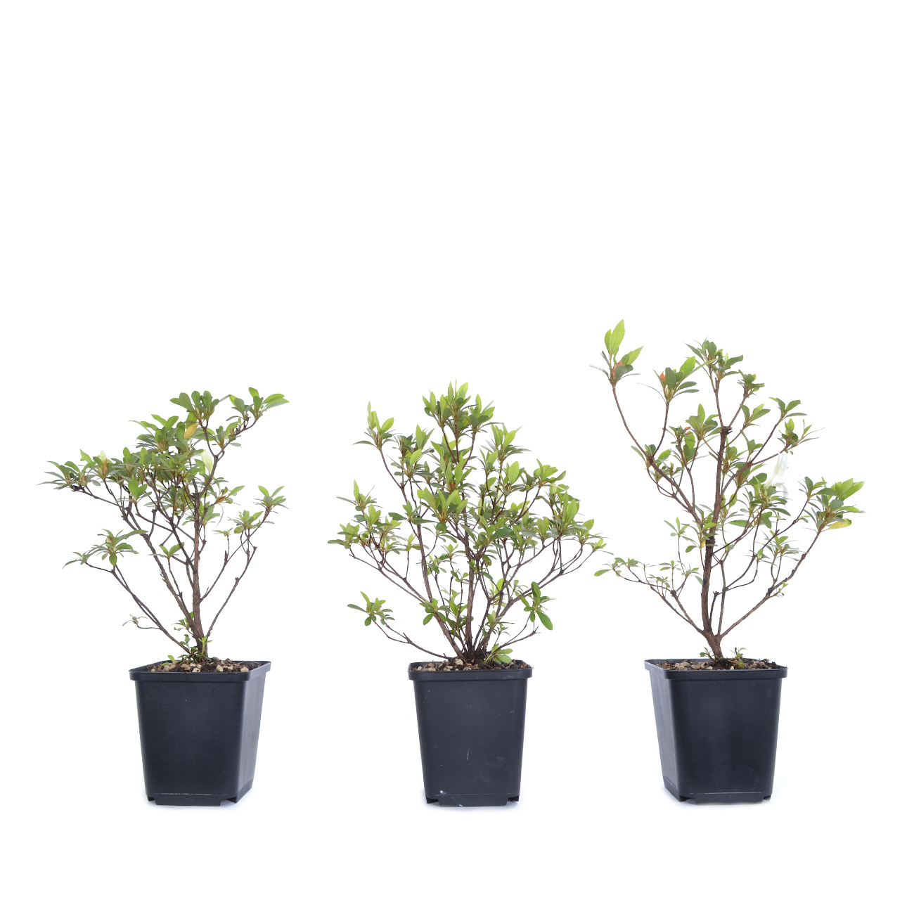Rhododendron indicum 'Fujino'