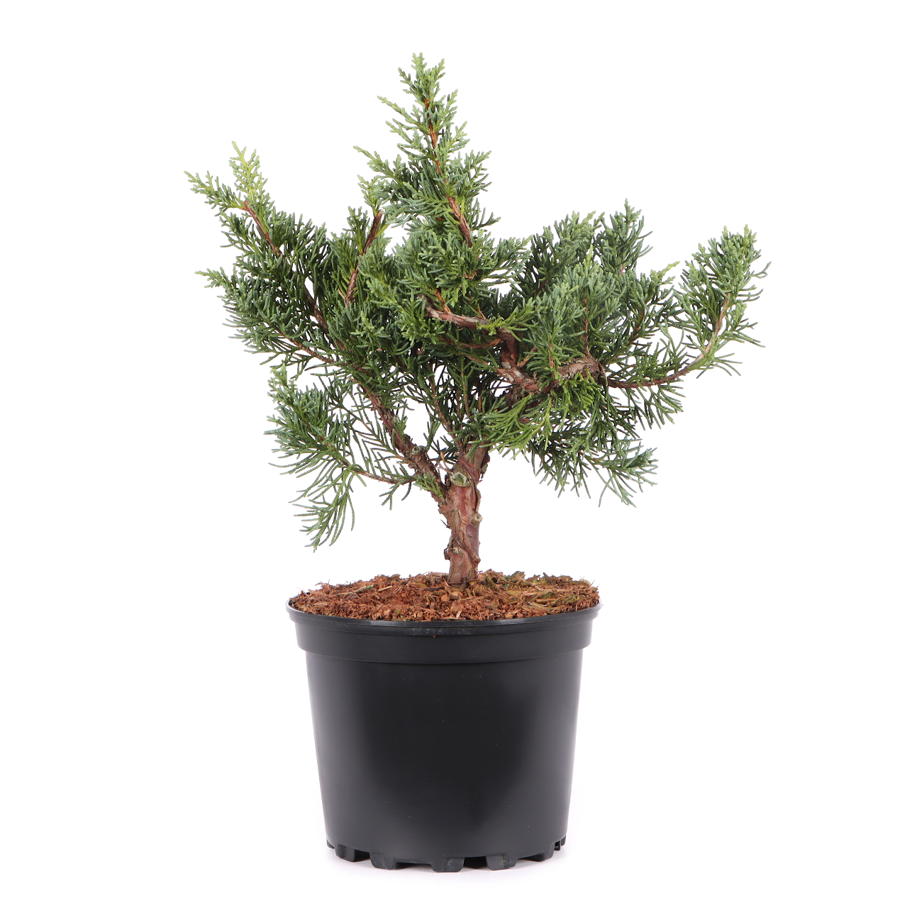 Juniperus chinensis ‘Blaauw‘