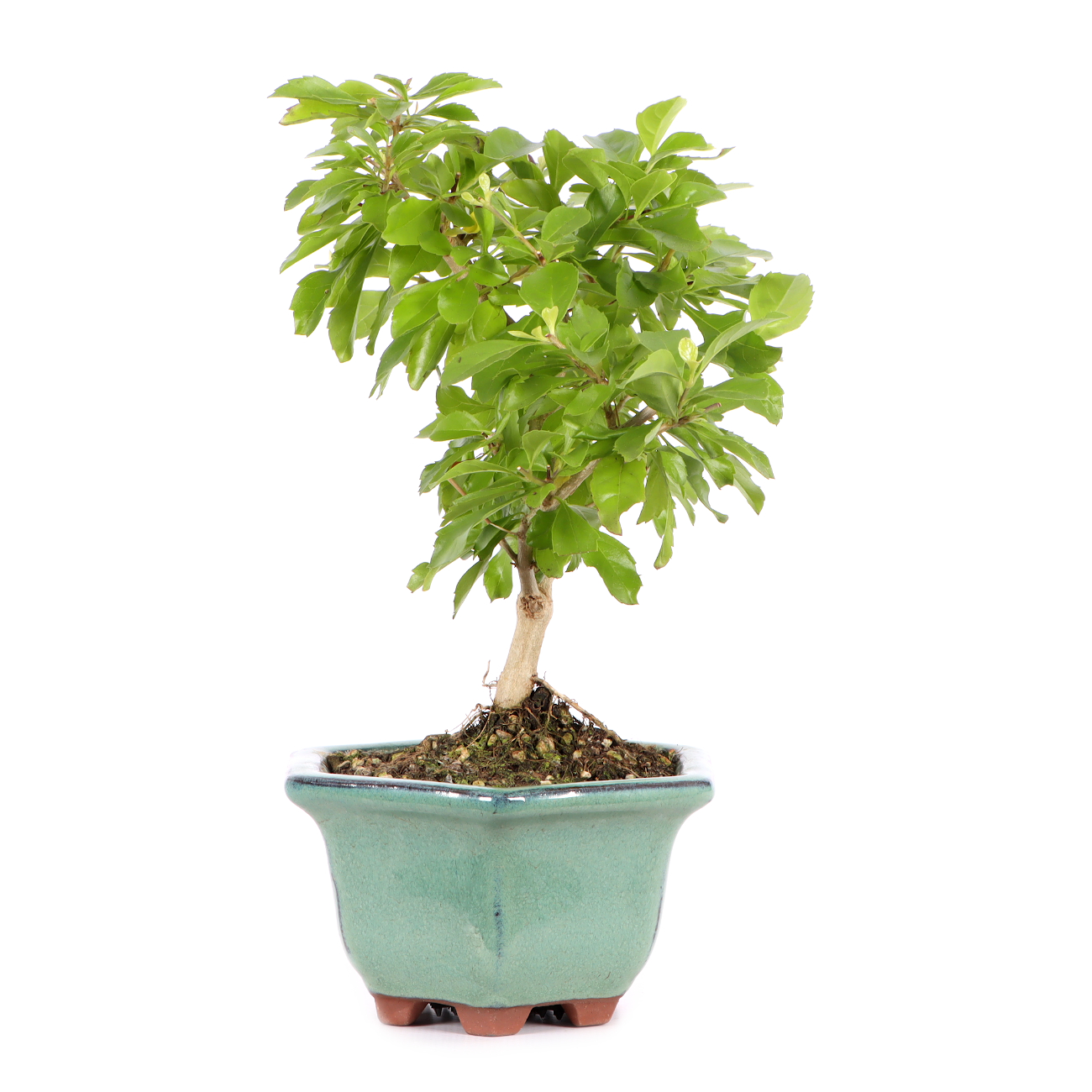 Duranta erecta