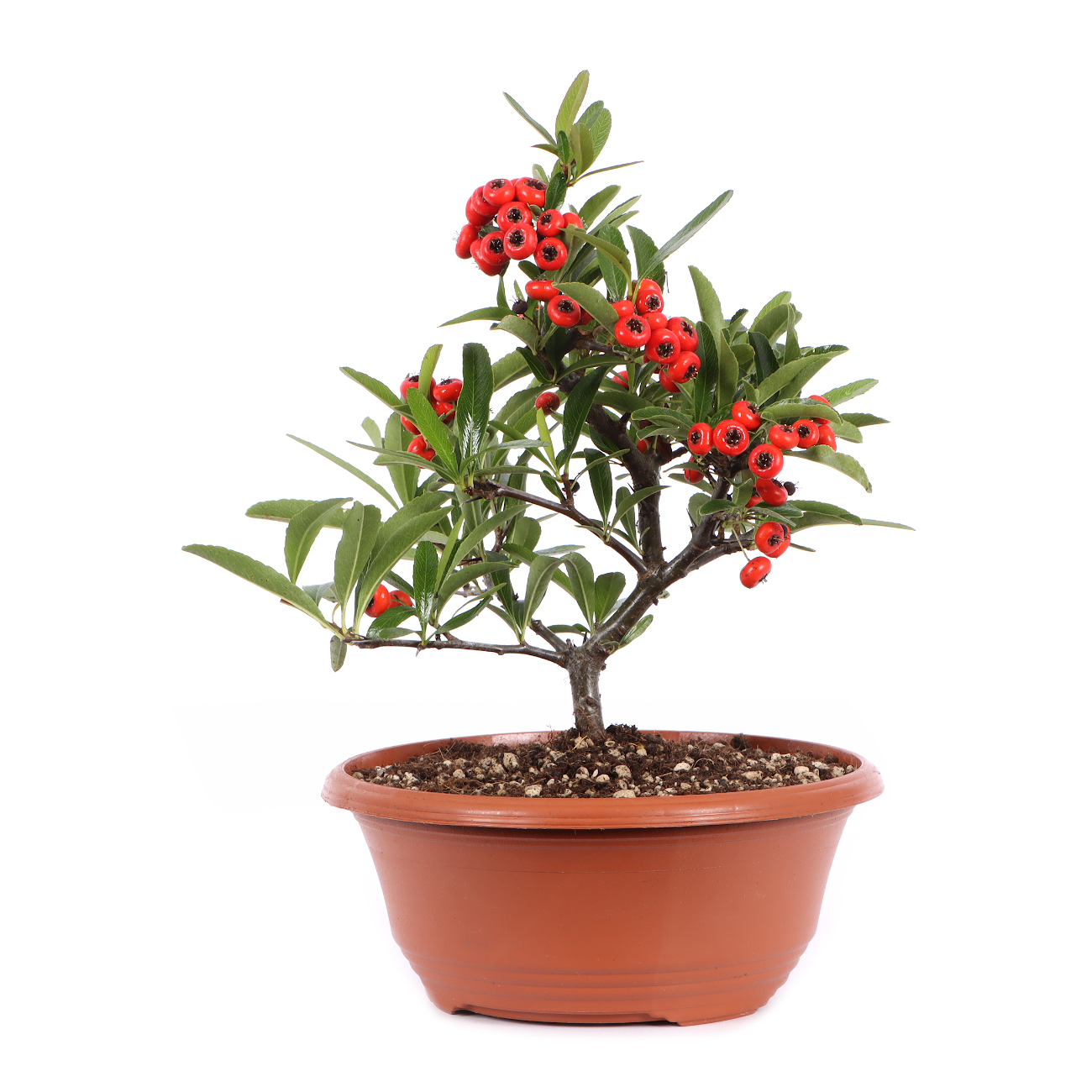 Pyracantha angustifolia