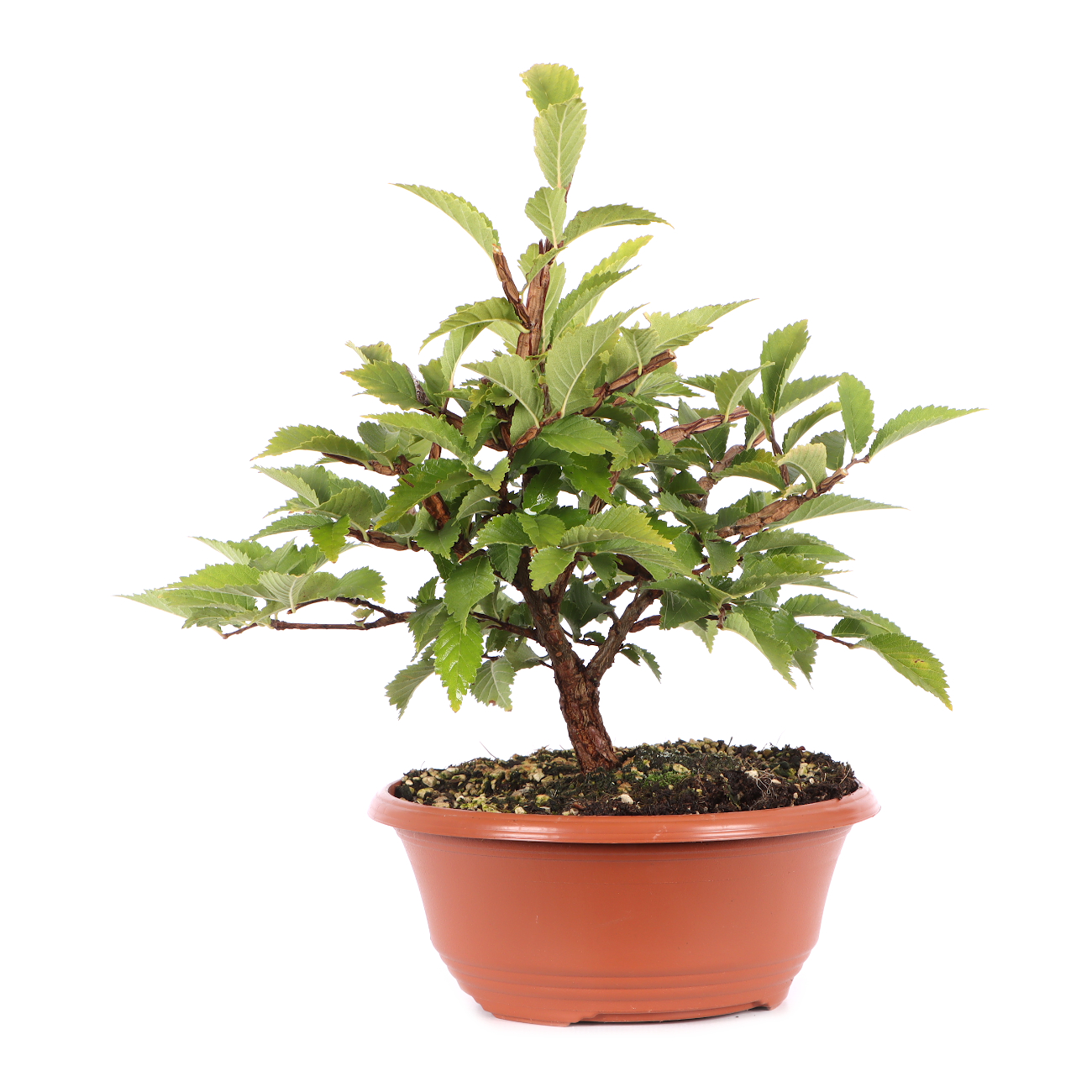Ulmus minor var.
