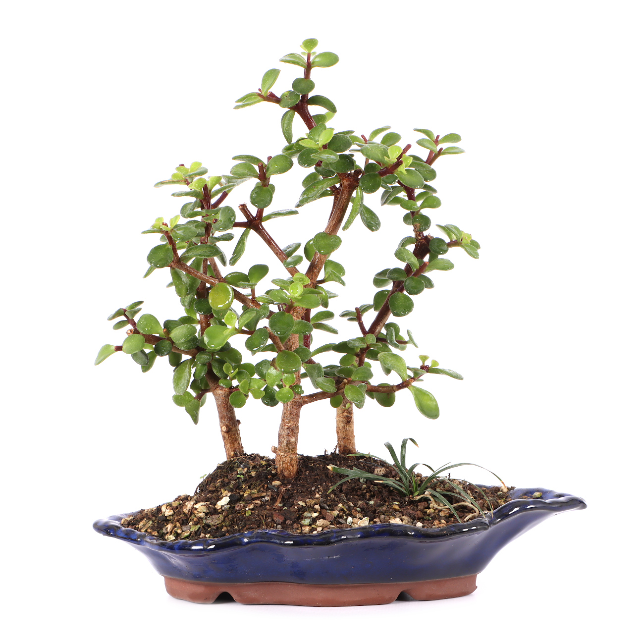 Portulacaria afra