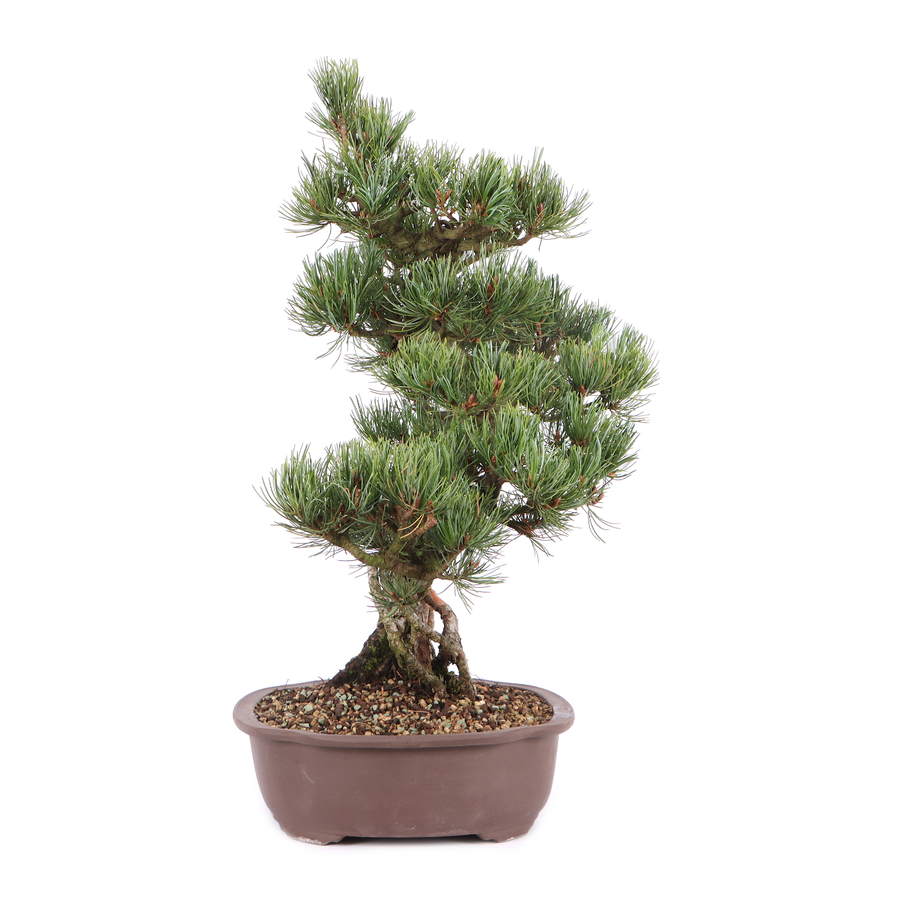 Pinus parviflora 'Glauca'