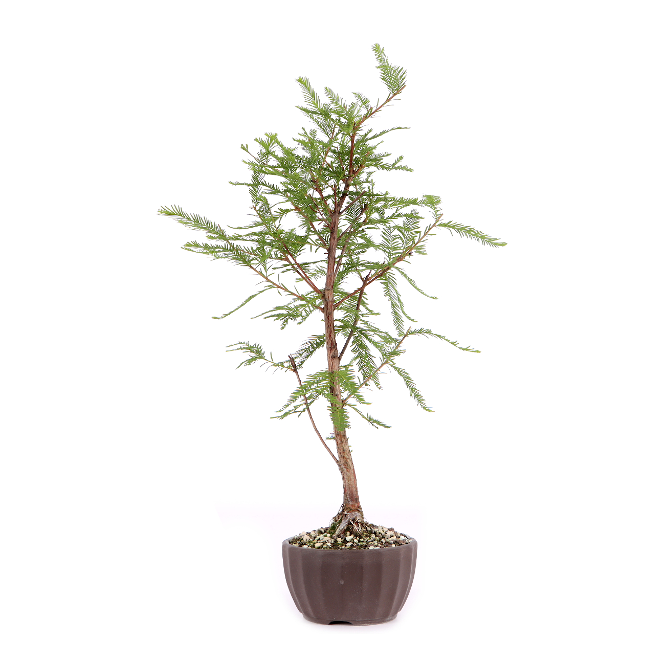 Taxodium distichum