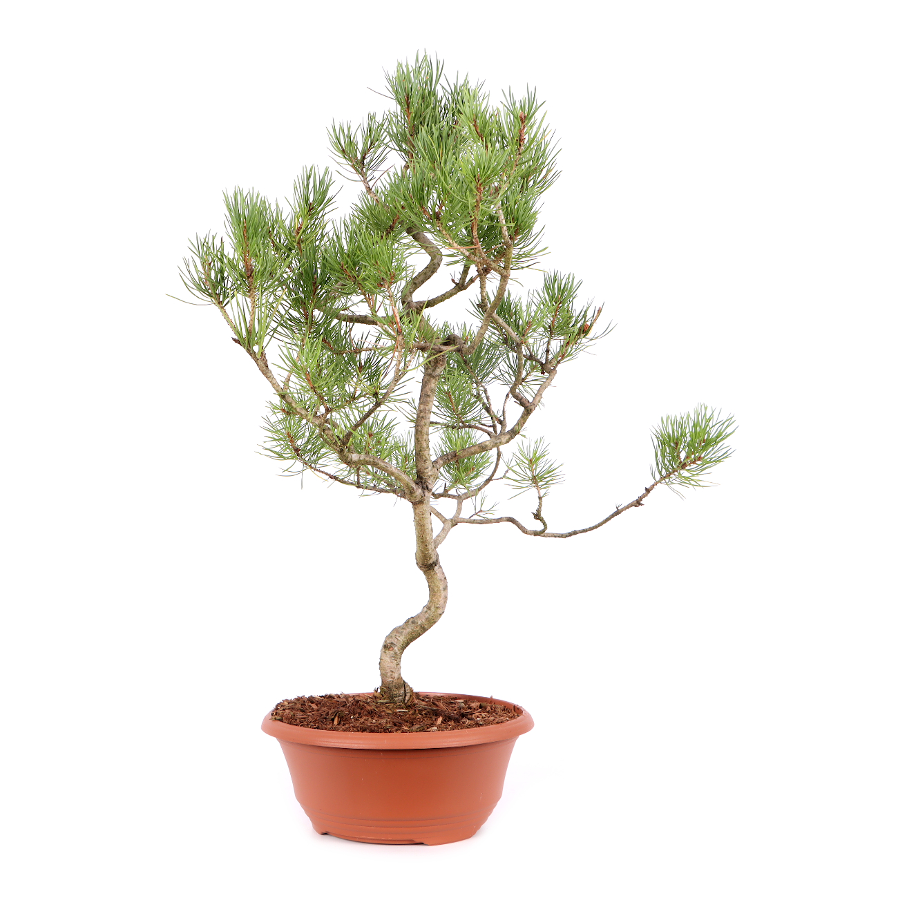 Pinus sylvestris