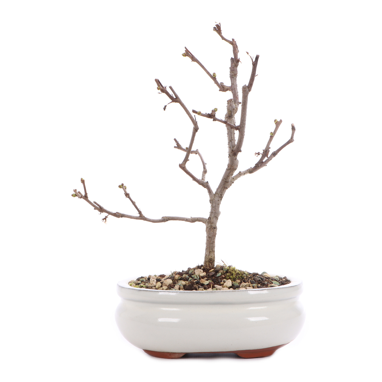 Celastrus orbiculatus