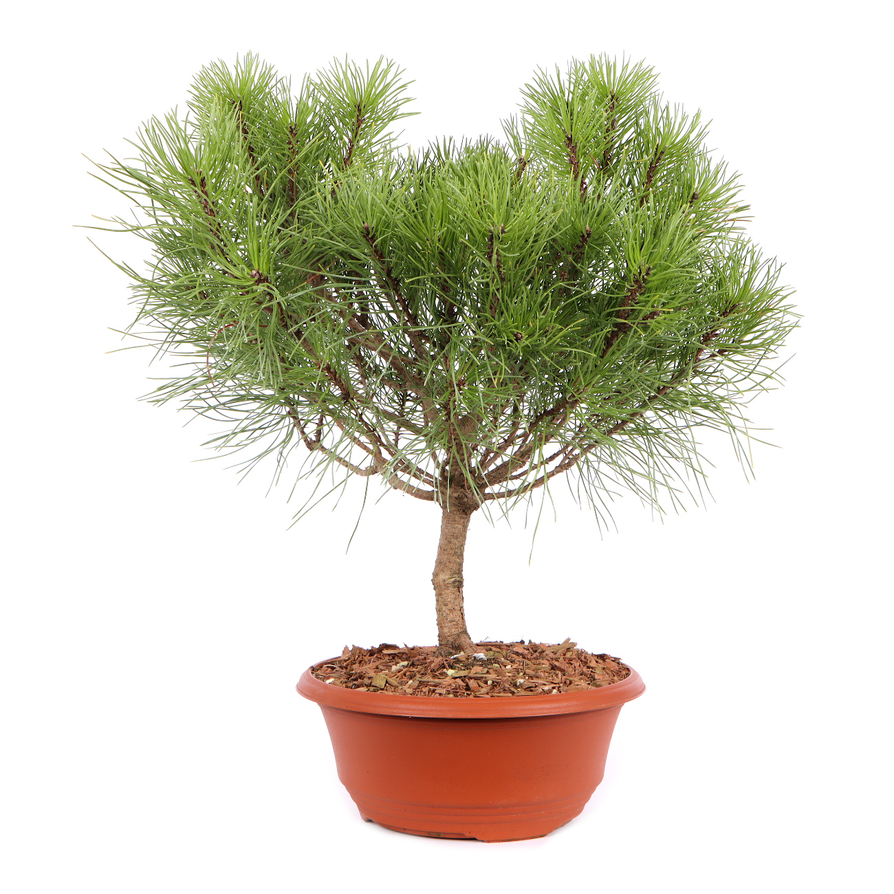 Seitenansicht rechts