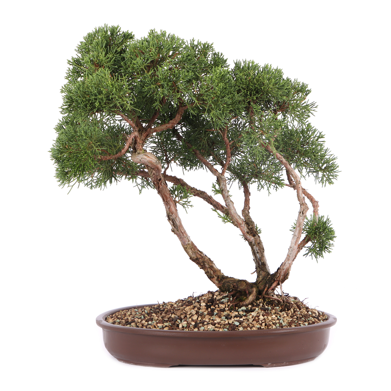 Juniperus chinensis