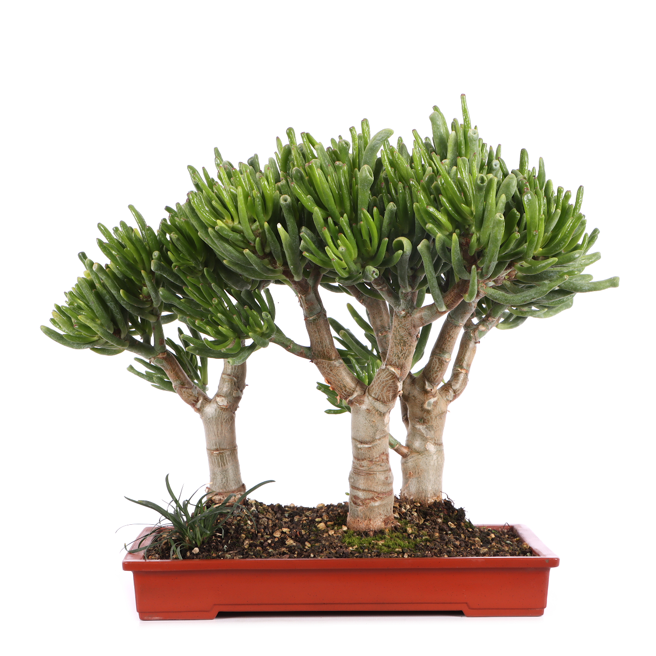 Crassula ovata 'Horn Tree'