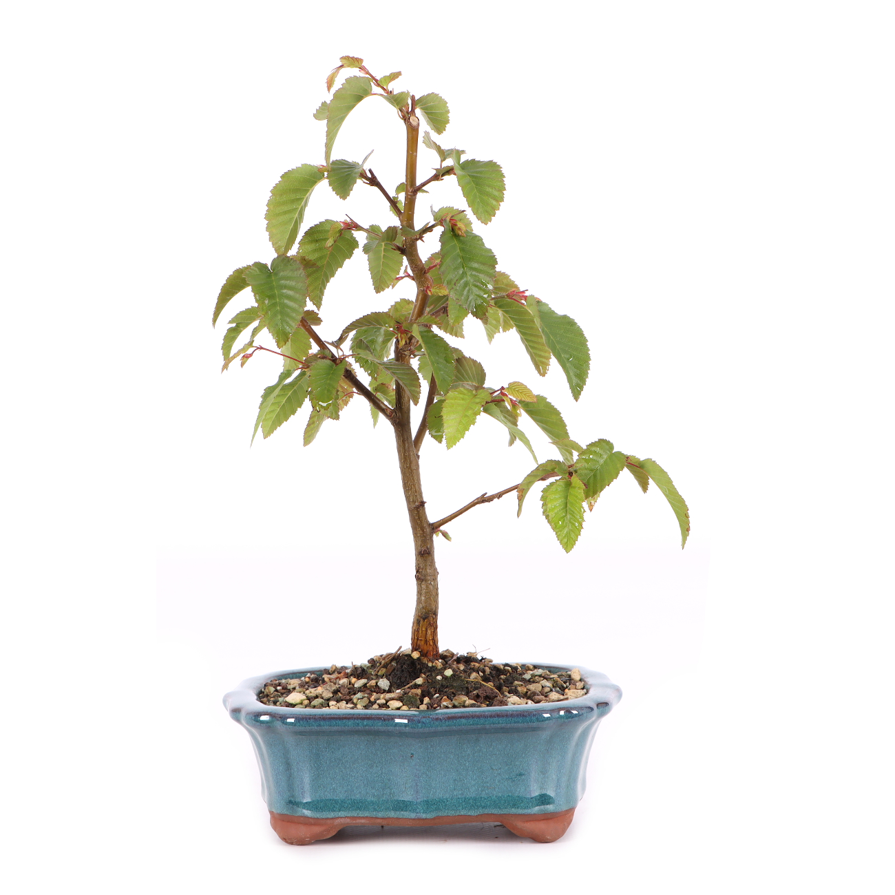 Carpinus turczaninowii