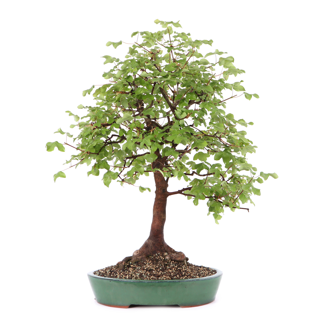 Acer monspessulanum