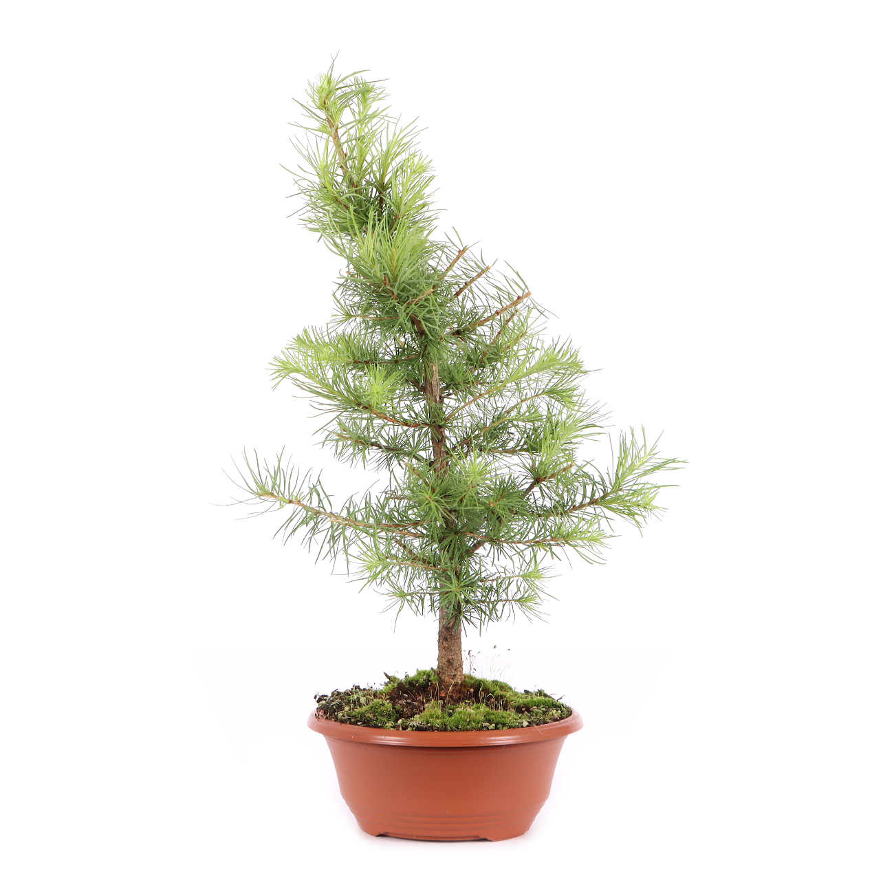 Larix kaempferi