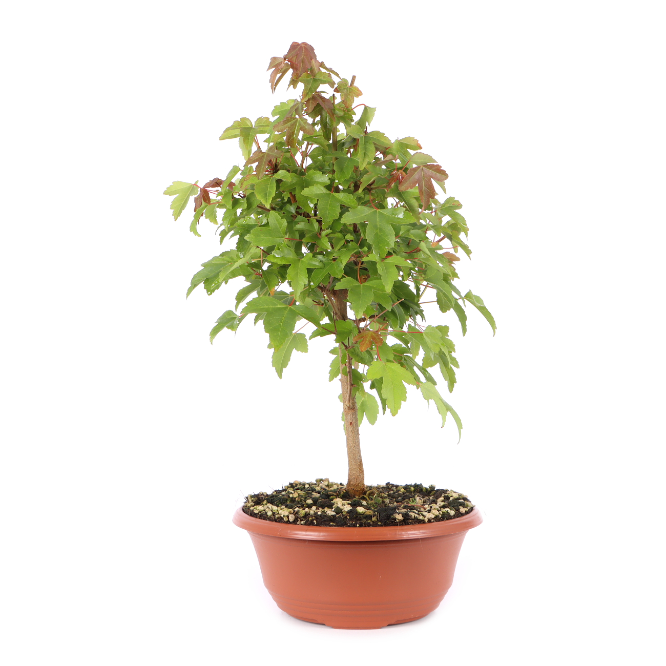 Acer buergerianum