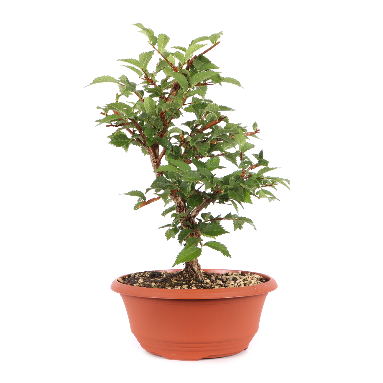 Ulmus minor var.