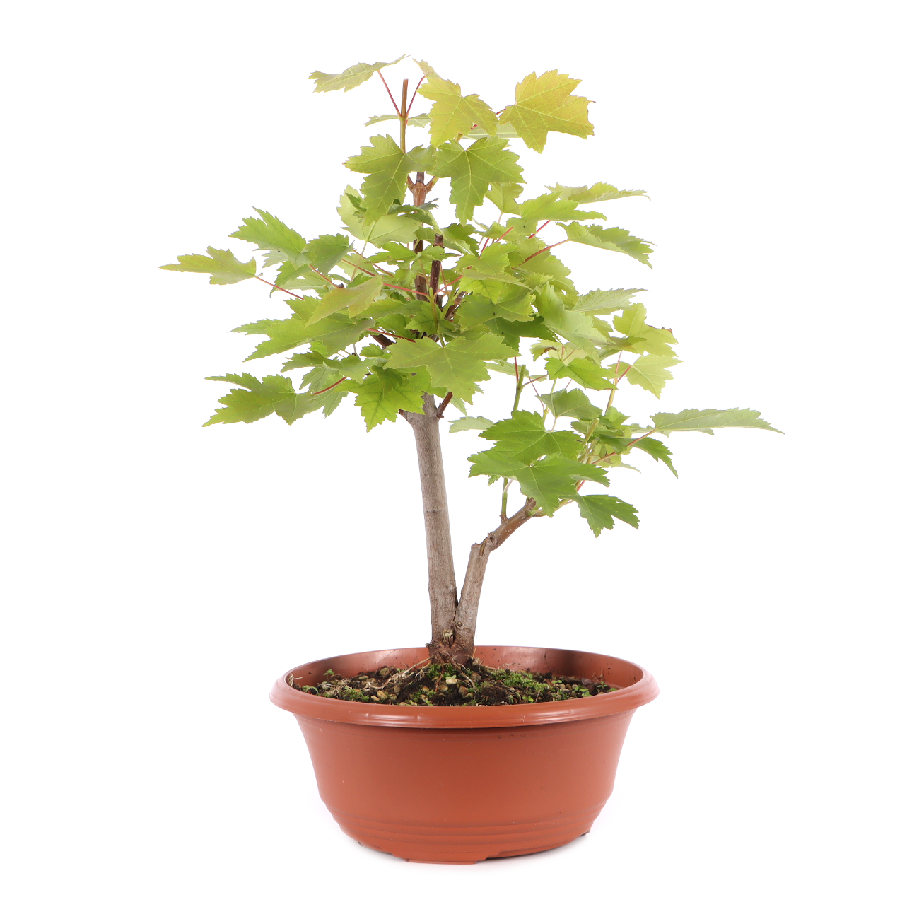 Acer rubrum 'October Glory'
