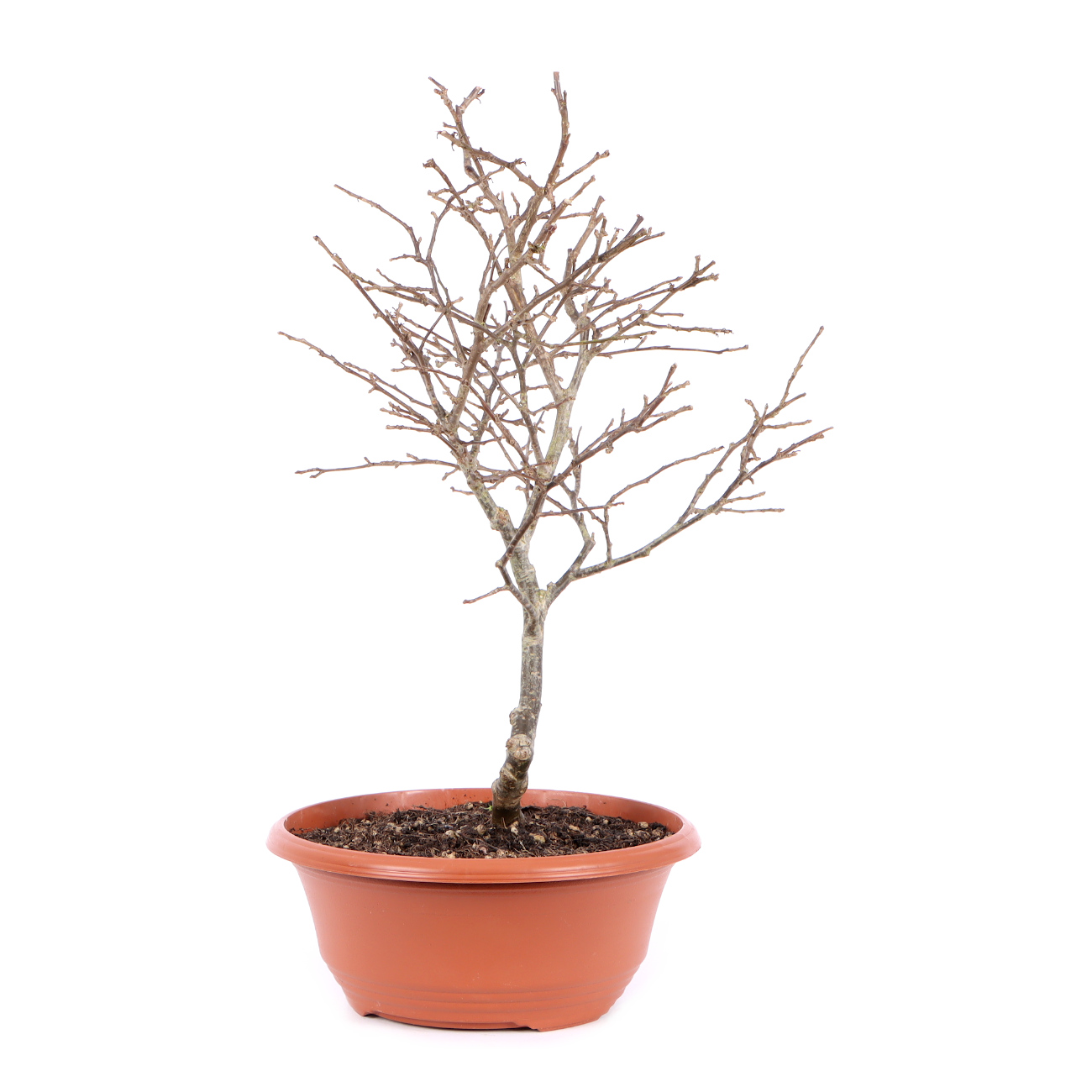 Seitenansicht rechts