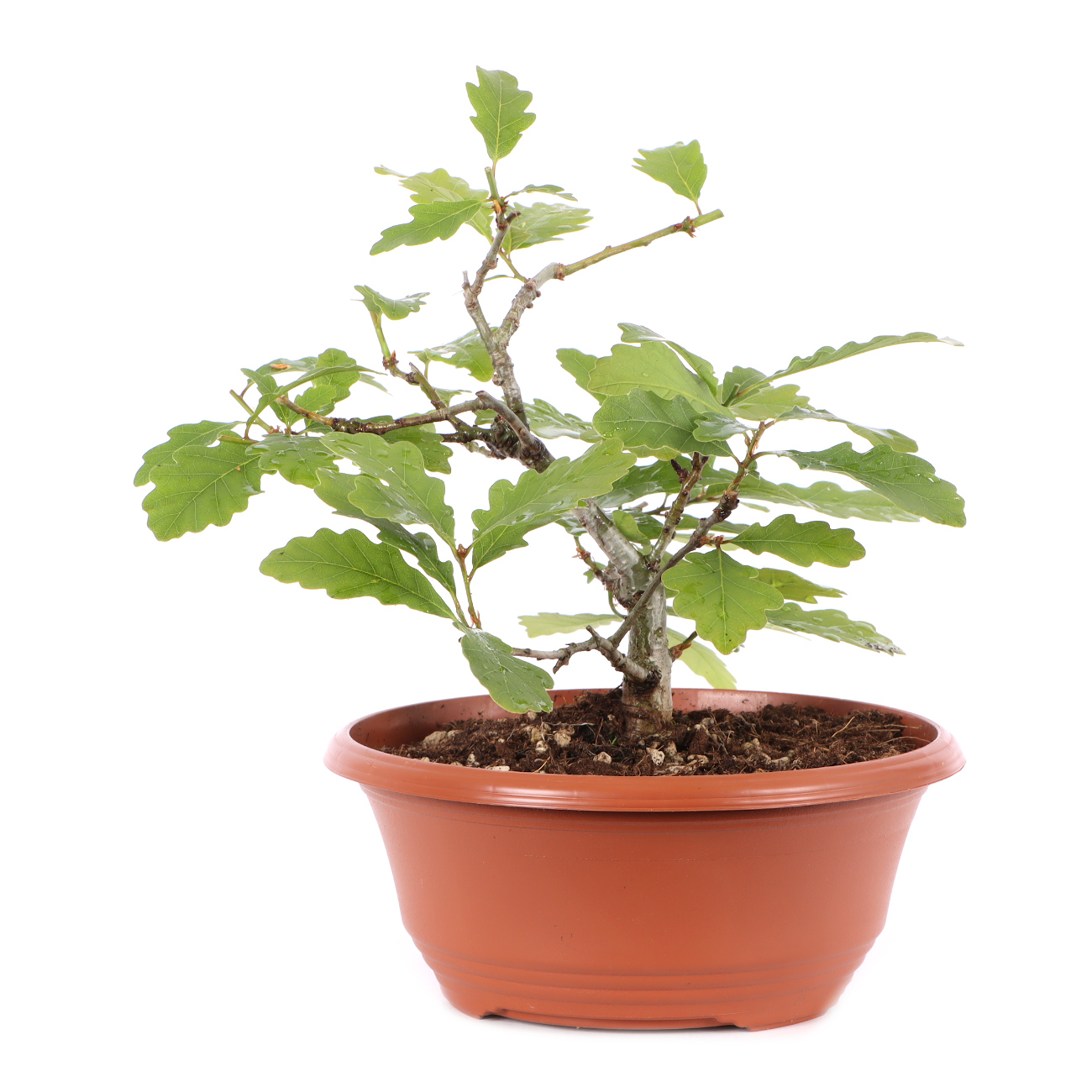 Quercus robur