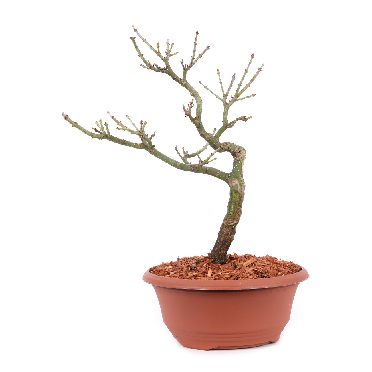 Acer palmatum 'Shishigashira'