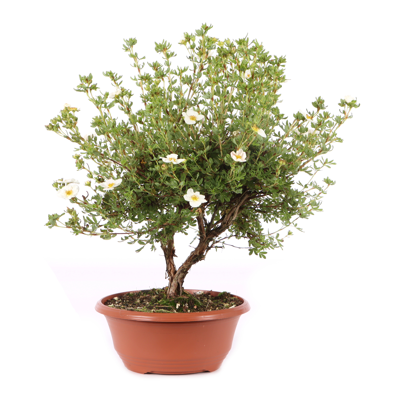 Potentilla fruticosa 'Pink Queen'