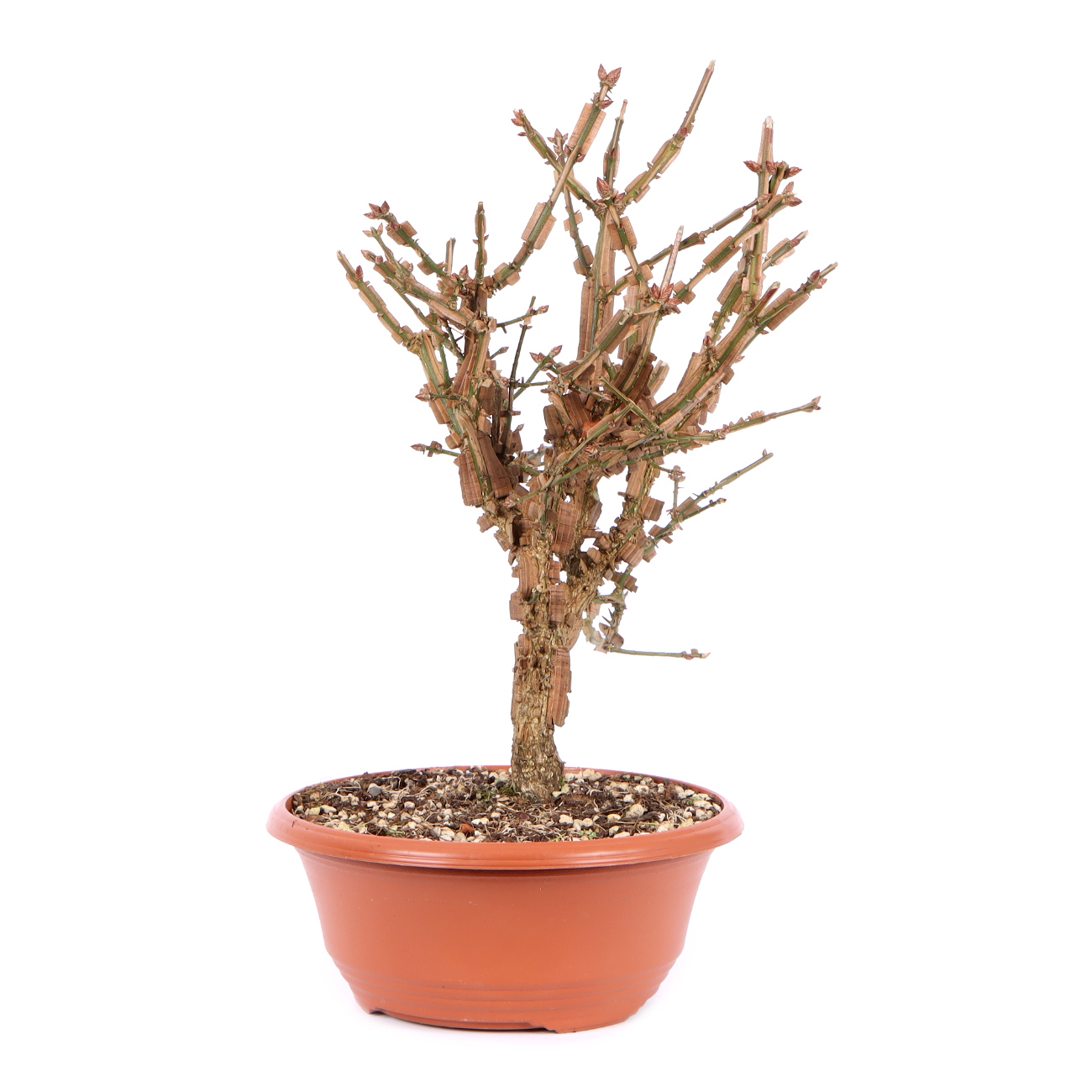 Seitenansicht rechts