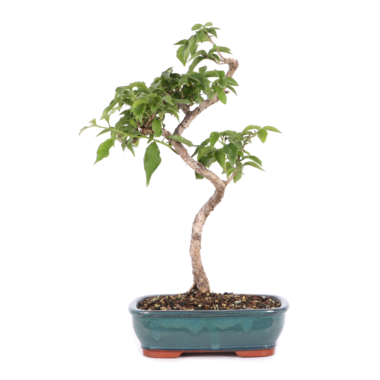 Bougainvillea glabra
