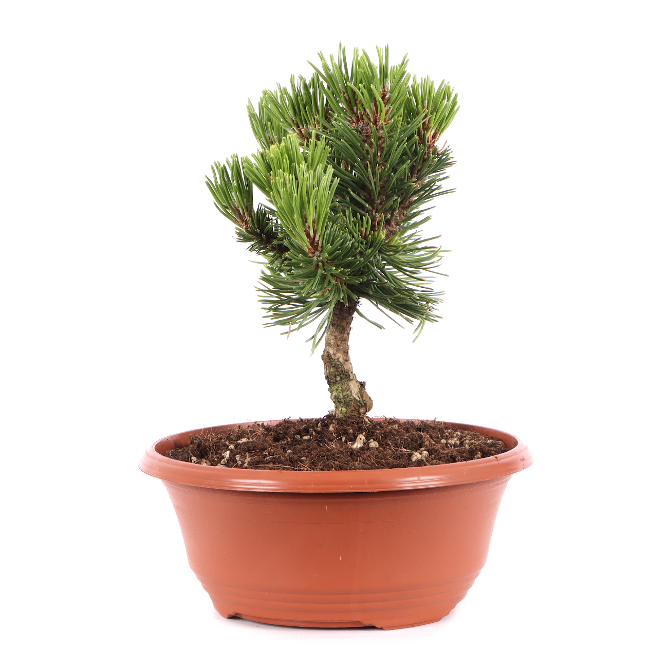 Pinus mugo 'Sherwood Compact'