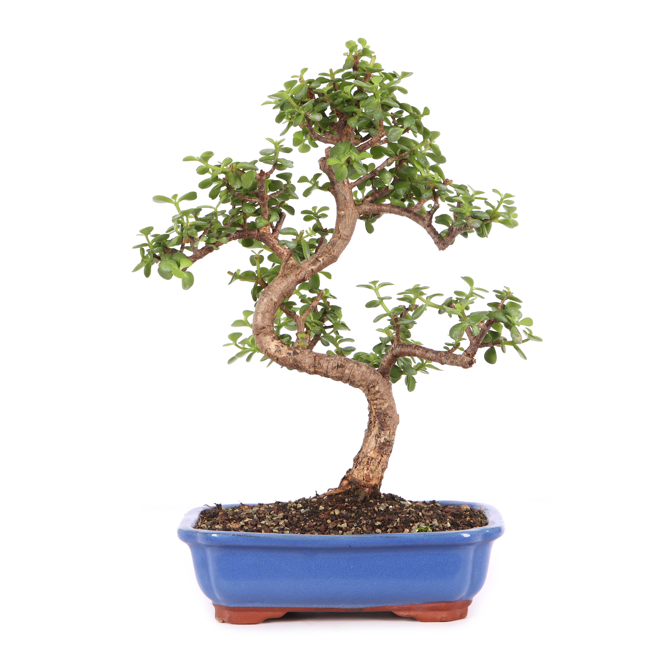 Portulacaria afra