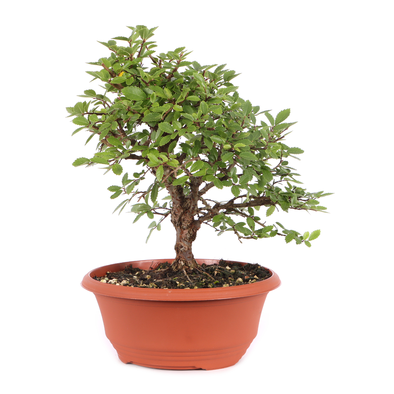 Ulmus japonica