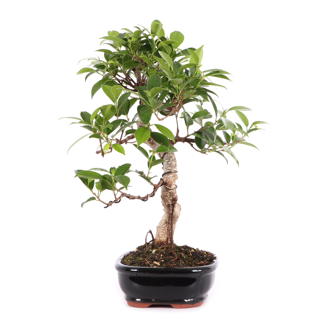 Ficus microcarpa 'Tiger Bark'