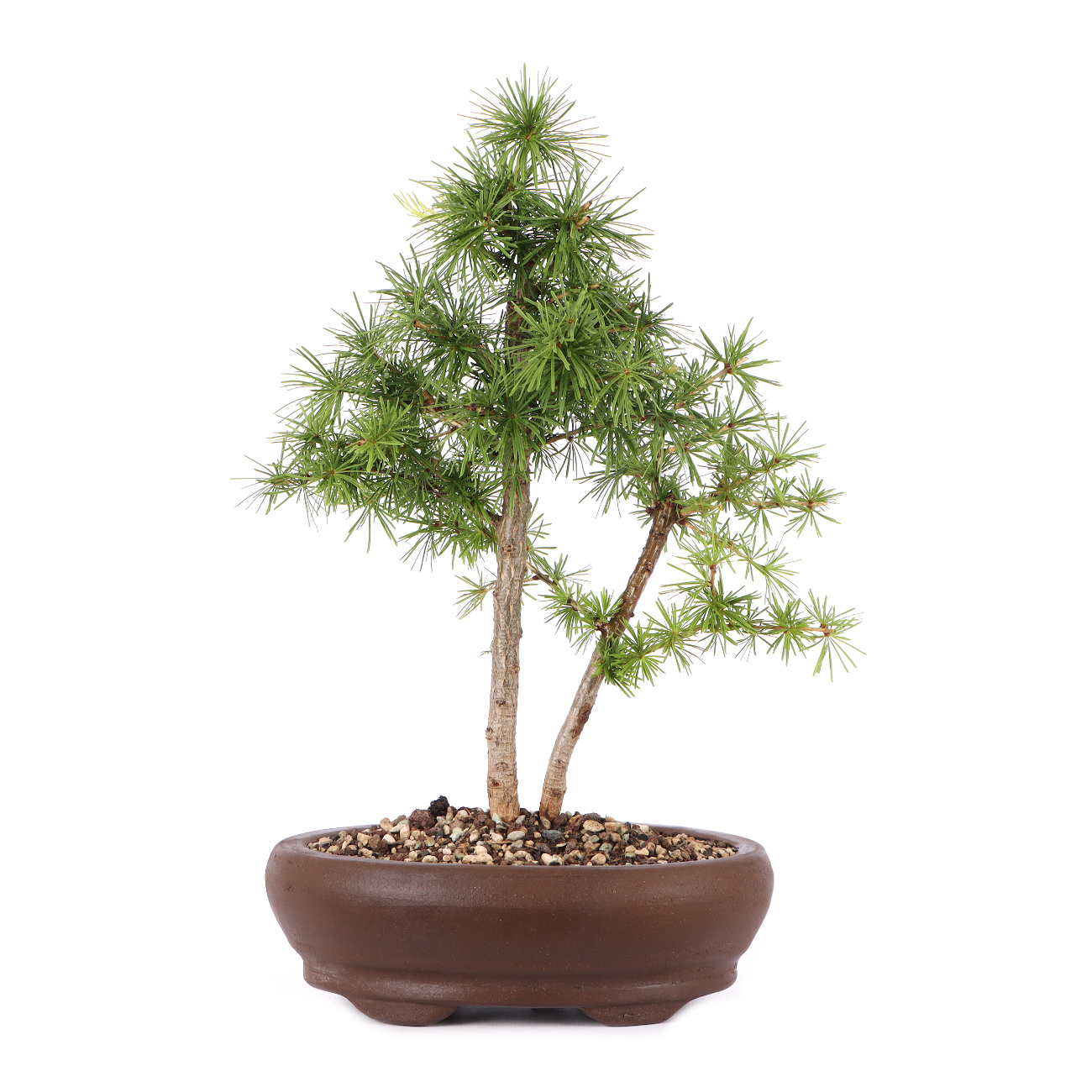 Larix decidua