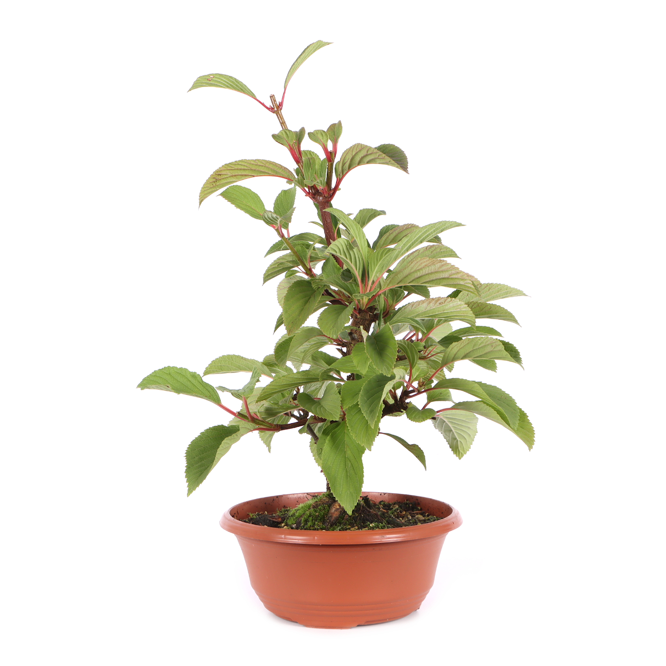 Viburnum x bodnantense 'Dawn'