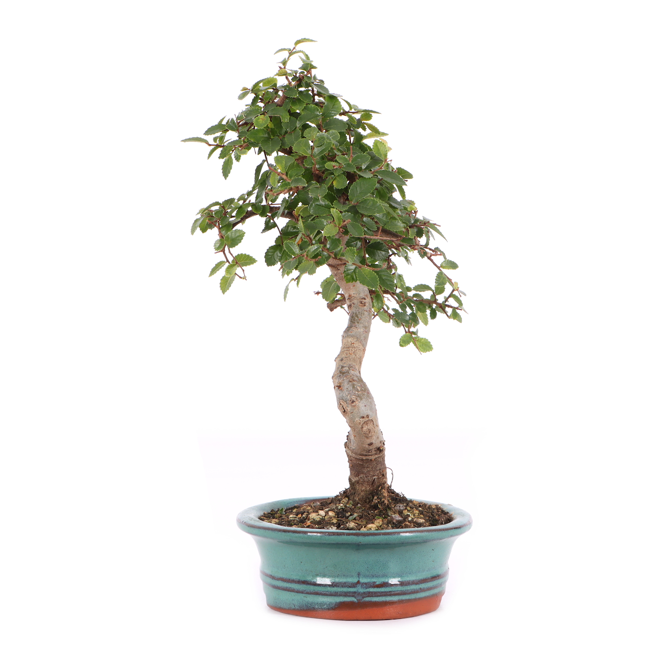 Ulmus parvifolia