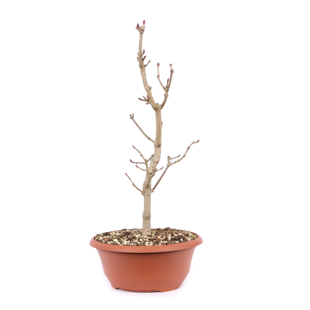 Acer platanoides
