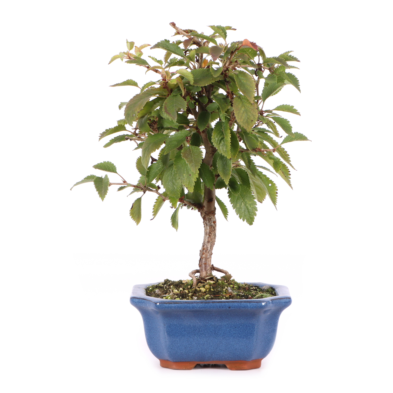 Prunus incisa 'Kojou-no-mai'