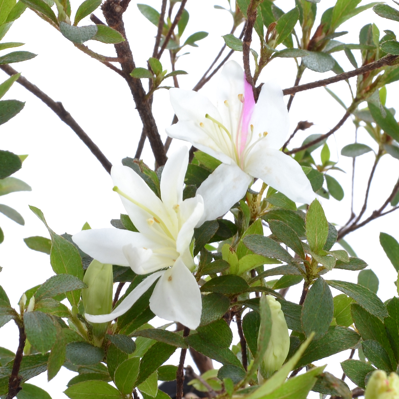 Blüte