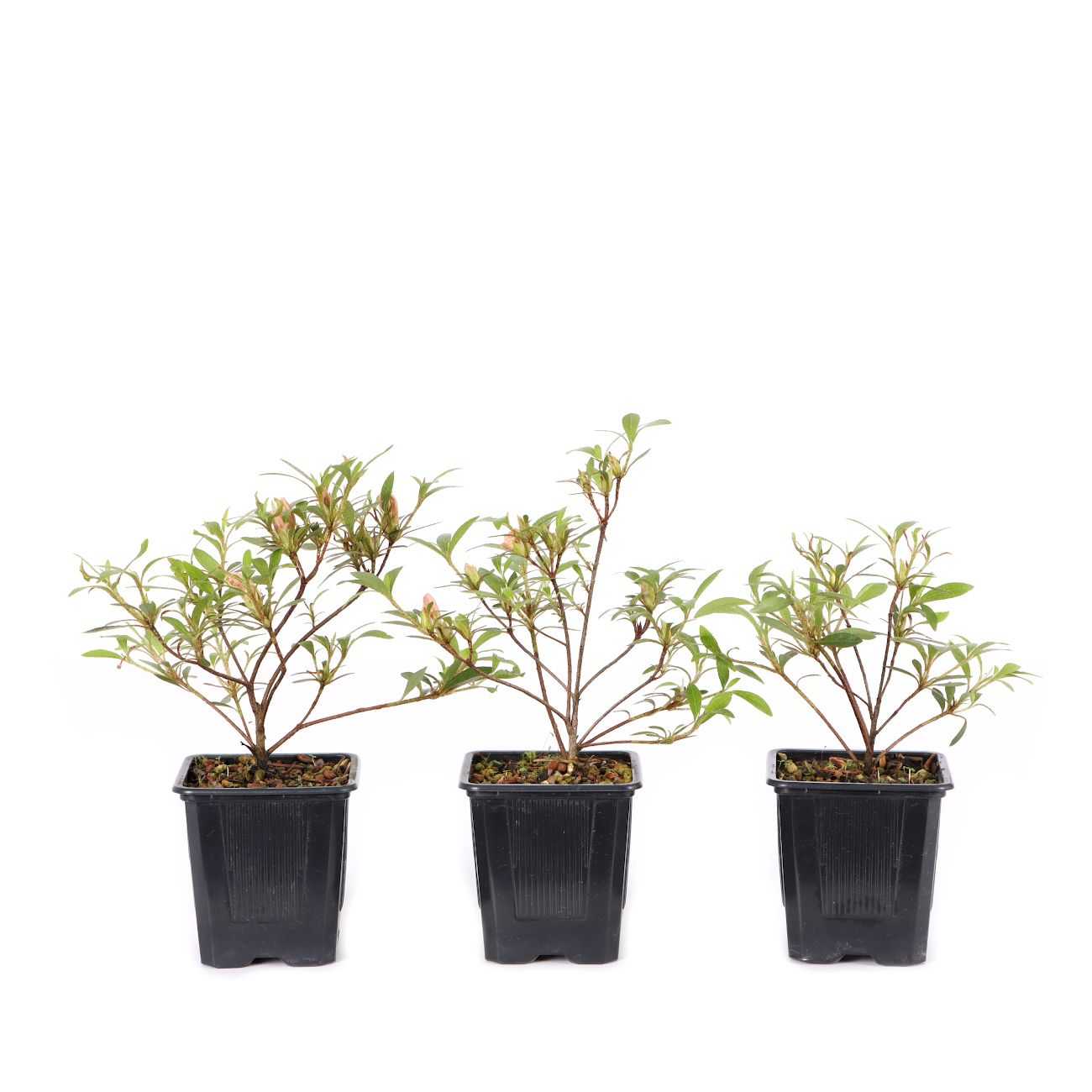 Rhododendron indicum 'Nyohozan'
